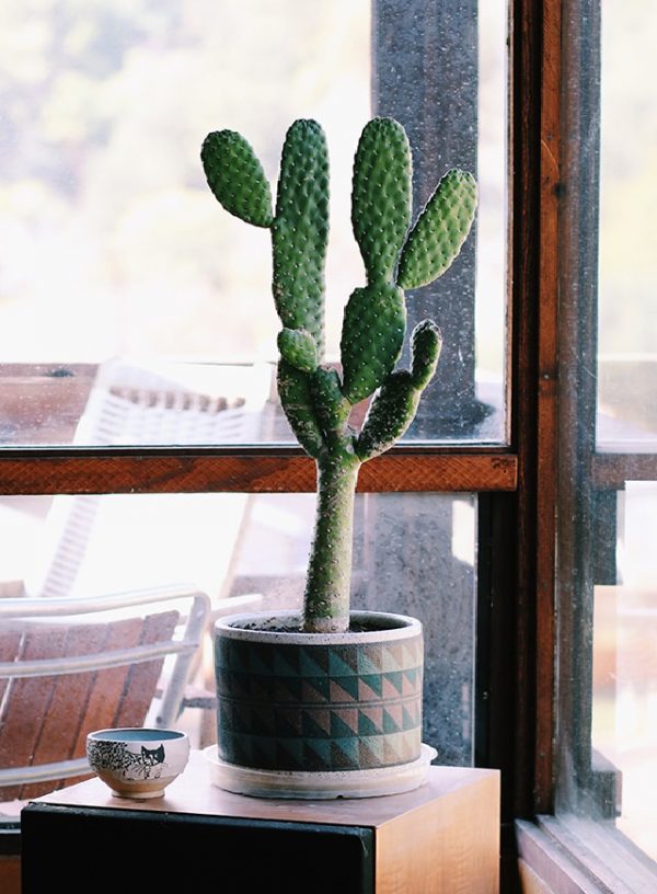 20 PLANTAS que ABSORBEN la HUMEDAD - Nombres y fotos