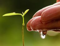 imagen 6 usos de la glicerina en el jardín