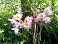 imagen Características de la orquídea Dendrobium compactum