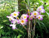 imagen Características de la orquídea Dendrobium compactum