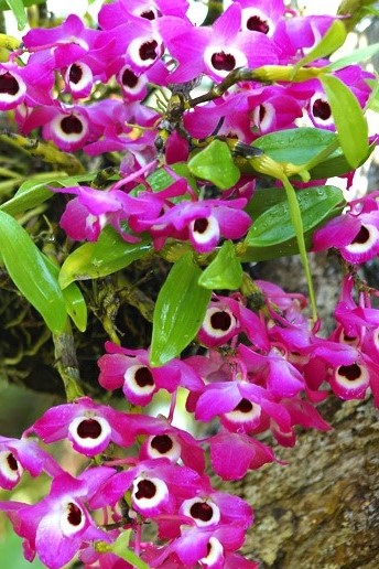 Features of the orchid Dendrobium compactum 3