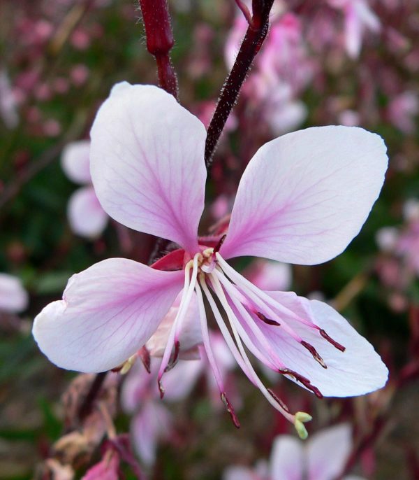 Characteristics and cultivation of the gaura 2