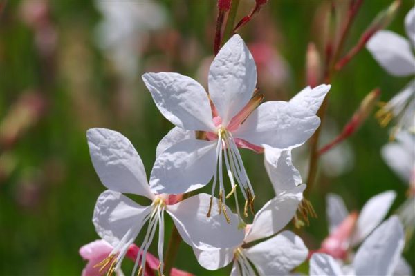 Characteristics and cultivation of the gaura 3