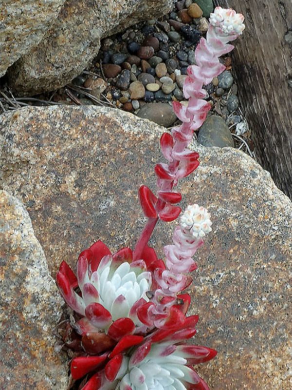 You know the Dudleya farinosa 3