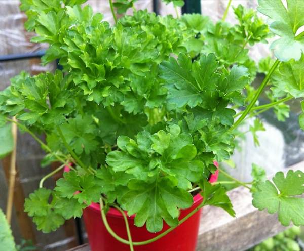 Grow parsley in a pot 3