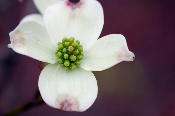 Cultivation and care of the dogwood 2