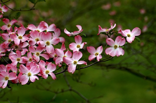 Cultivation and care of the dogwood 3