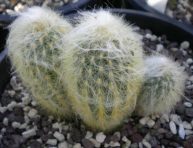imagen El cactus Espostoa melanostele