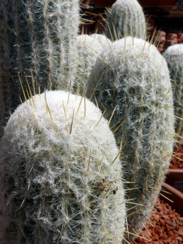 The cactus Espostoa melanostele 2