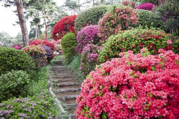 Guía de cultivo de las azaleas