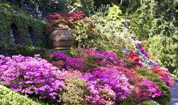 Guía de cultivo de las azaleas