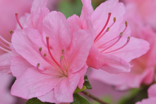 Guía de cultivo de las azaleas