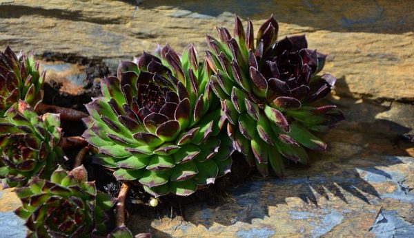 Succulent plants and the light 1