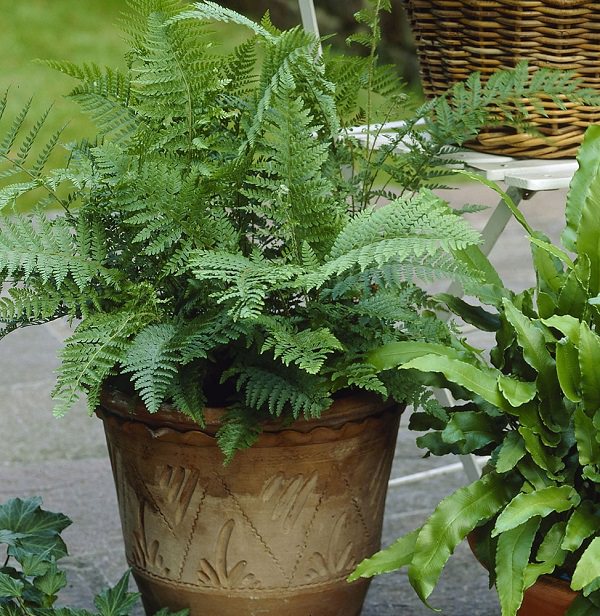 Los Mejores Helechos Para Cultivar En Maceta