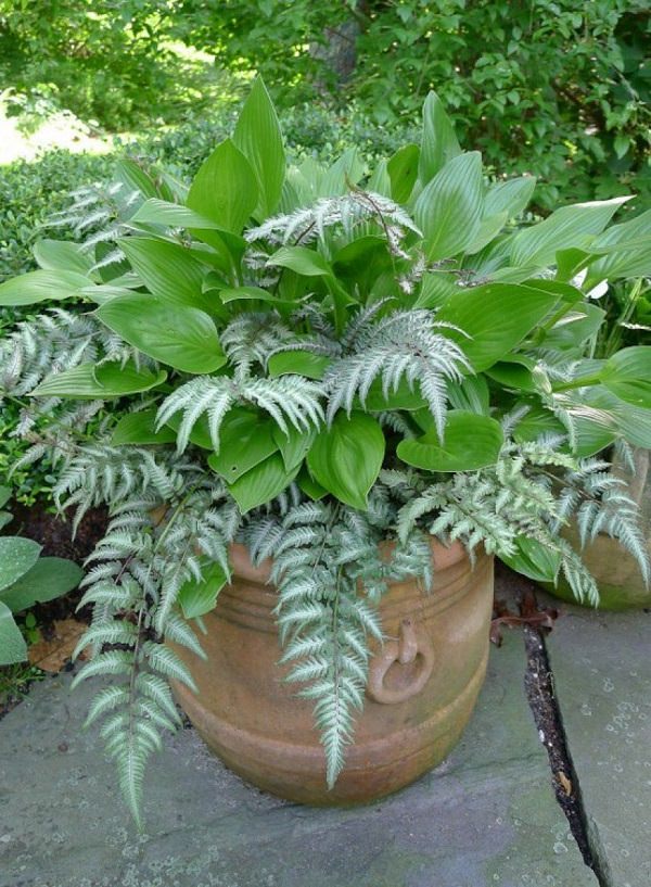 The best ferns for growing in pots 14