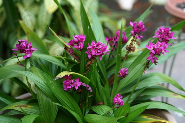 Cuál es el sustrato adecuado para cada tipo de orquídeas