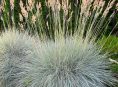 imagen 10 hierbas ornamentales para cultivar en maceta