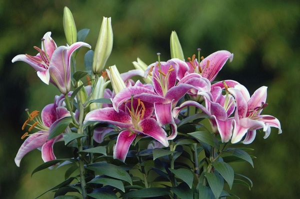 14 varieties of lilies or lilies to adorn your garden 2