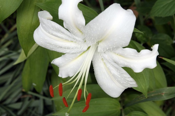 14 varieties of lilies or lilies to adorn your garden 3
