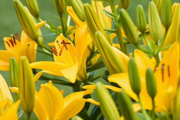 14 variedades de azucenas o lirios para adornar tu jardín