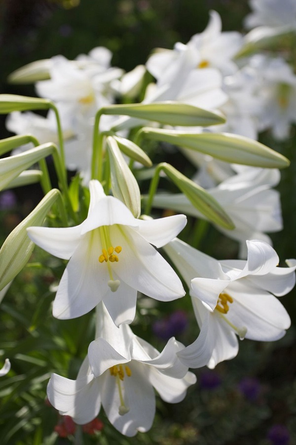 14 variedades de azucenas o lirios para adornar tu jardín