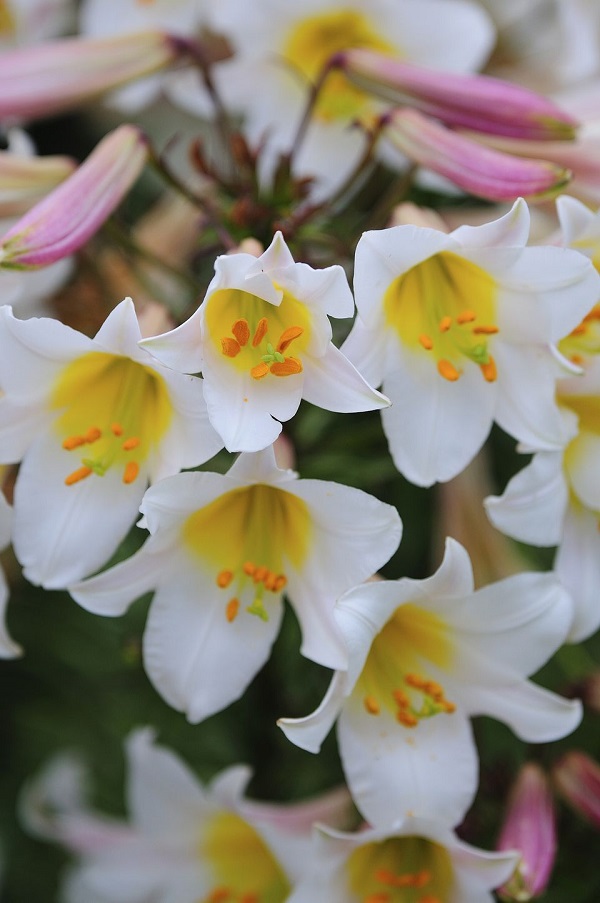 14 variedades de azucenas o lirios para adornar tu jardín