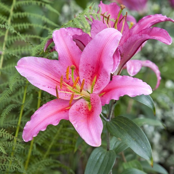 14 varieties of lilies or lilies to adorn your garden 9