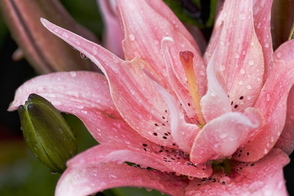 14 varieties of lilies or lilies to adorn your garden 10