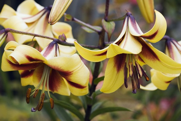 14 variedades de azucenas o lirios para adornar tu jardín