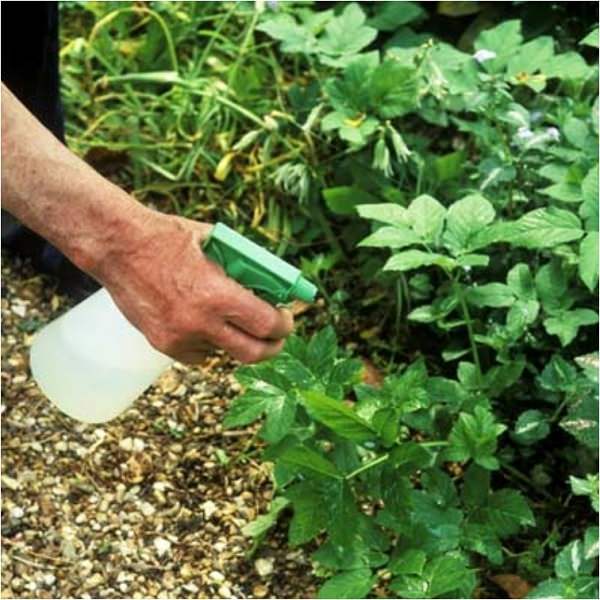 17 homemade solutions against weeds 17