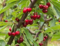 imagen Cómo cultivar cerezas