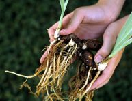 imagen Consejos para la división de plantas perennes