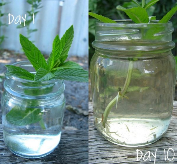 10 vegetables and herbs that can take root in water 5