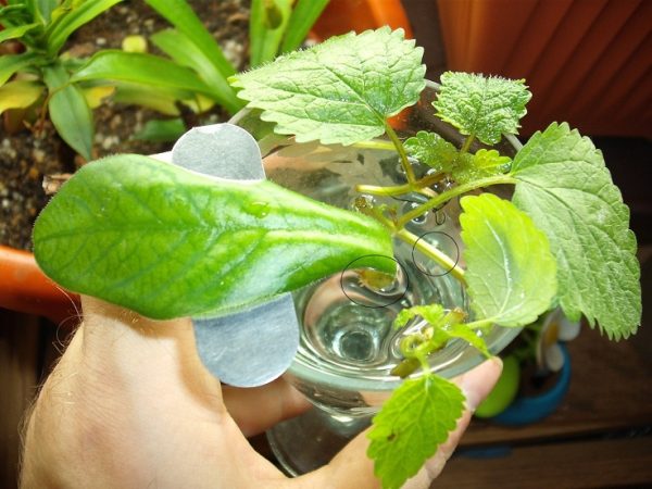 10 vegetables and herbs that can take root in water 6