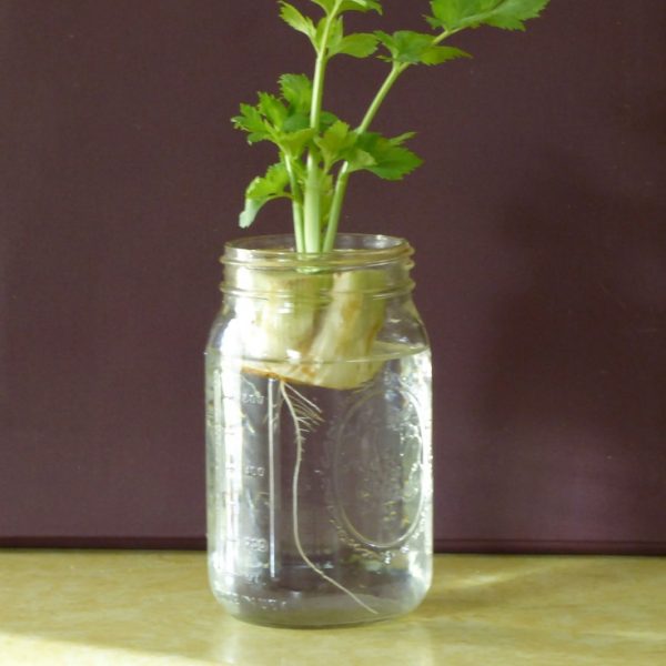 10 vegetables and herbs that can take root in water 9