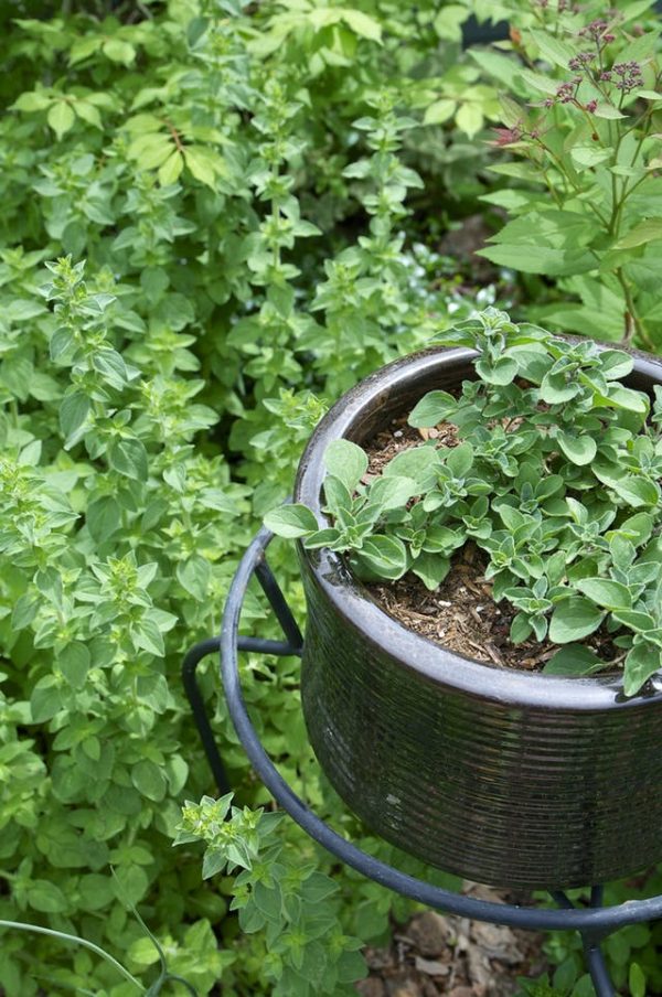 What you need to know about the cultivation of oregano 2