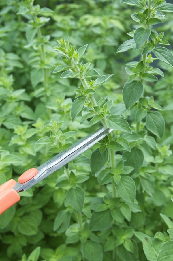 What you need to know about the cultivation of oregano 3