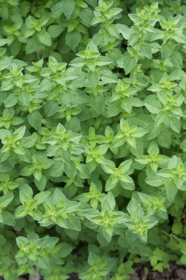 What you need to know about the cultivation of oregano 4