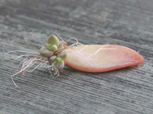 Methods of propagation of cacti and succulents 3