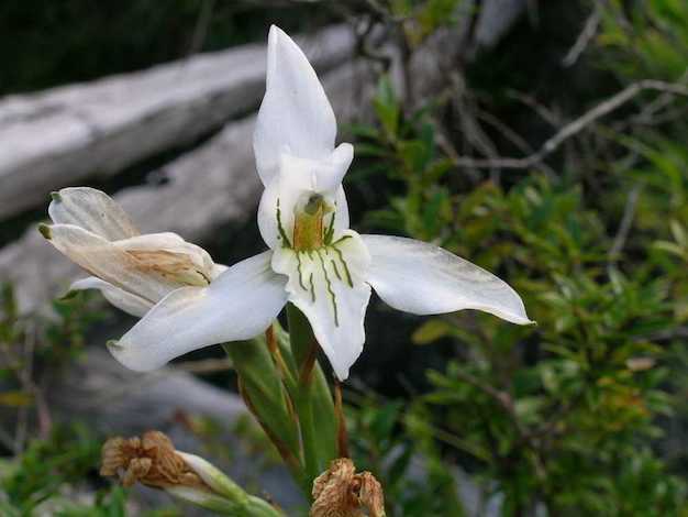 Chloraea longipetala