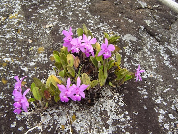 Orquídeas Rupículas