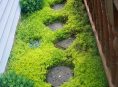 imagen Plantas tapizantes para caminos de jardín