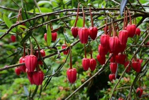 Plantas que necesitan exclusivamente suelos ácidos