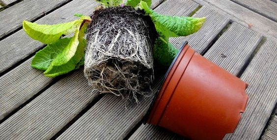 What to do with the roots that have grown too much? 4