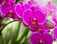 imagen Cuál es el sustrato adecuado para cada tipo de orquídeas