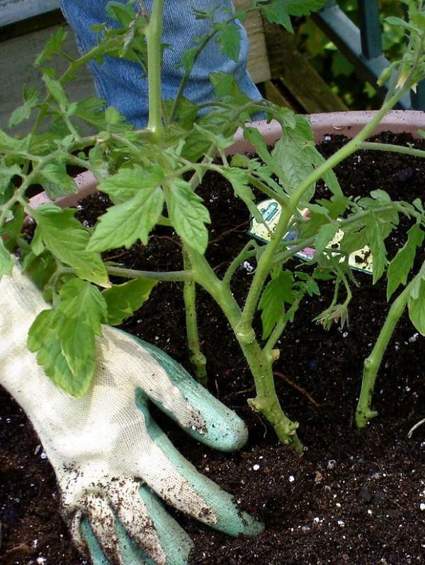 13 top tips for growing the best tomatoes in the pot 6