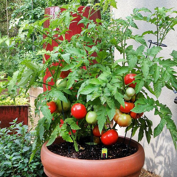 13 básicos para cultivar los mejores tomates maceta