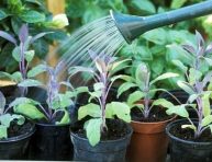 imagen 7 consejos para cultivar hierbas aromáticas en maceta