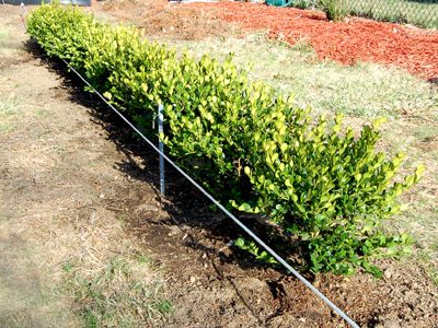 How to create step by step a hedge or fence of boxwood 9