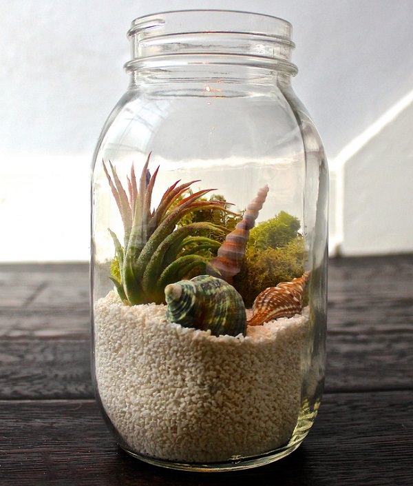 Decorating Ideas with air plants 2